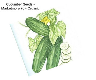 Cucumber Seeds - Marketmore 76 - Organic