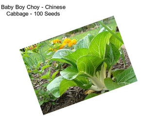 Baby Boy Choy - Chinese Cabbage - 100 Seeds