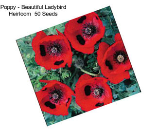 Poppy - Beautiful Ladybird Heirloom  50 Seeds