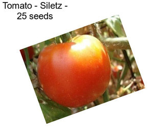 Tomato - Siletz - 25 seeds