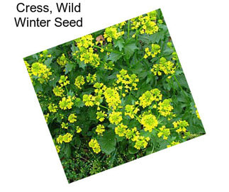 Cress, Wild Winter Seed