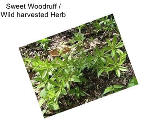 Sweet Woodruff / Wild harvested Herb