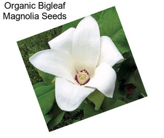 Organic Bigleaf Magnolia Seeds