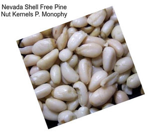 Nevada Shell Free Pine Nut Kernels P. Monophy