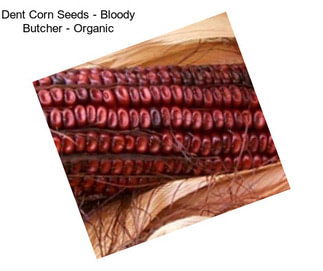 Dent Corn Seeds - Bloody Butcher - Organic