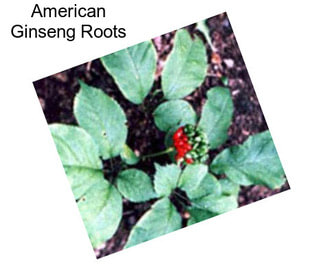 American Ginseng Roots