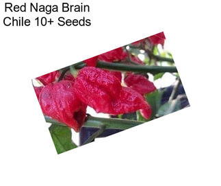 Red Naga Brain Chile 10+ Seeds