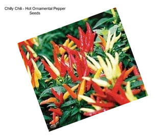 Chilly Chili - Hot Ornamental Pepper Seeds