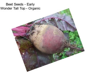 Beet Seeds - Early Wonder Tall Top - Organic