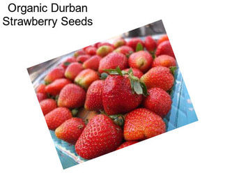 Organic Durban Strawberry Seeds