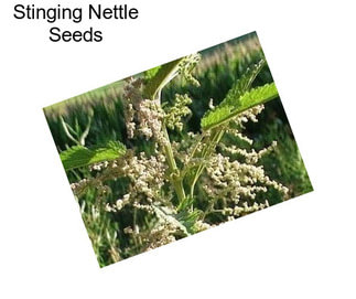 Stinging Nettle Seeds