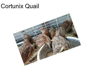 Cortunix Quail