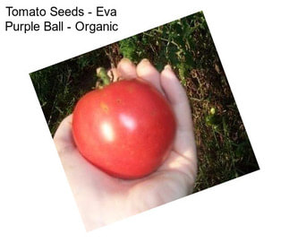 Tomato Seeds - Eva Purple Ball - Organic
