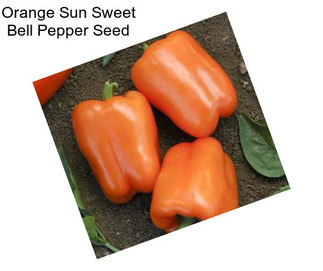 Orange Sun Sweet Bell Pepper Seed