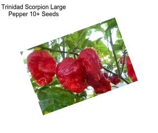 Trinidad Scorpion Large Pepper 10+ Seeds