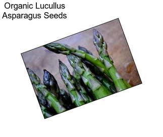 Organic Lucullus Asparagus Seeds