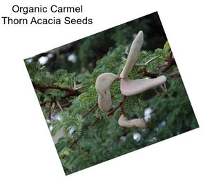 Organic Carmel Thorn Acacia Seeds