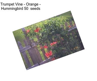 Trumpet Vine - Orange - Hummingbird 50  seeds