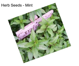 Herb Seeds - Mint