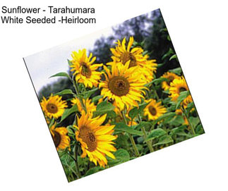 Sunflower - Tarahumara White Seeded -Heirloom