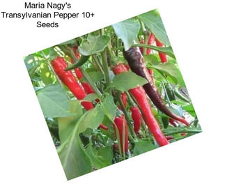 Maria Nagy\'s Transylvanian Pepper 10+ Seeds