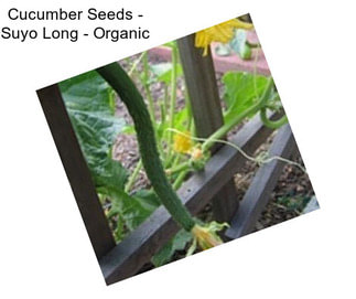 Cucumber Seeds - Suyo Long - Organic