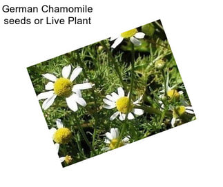 German Chamomile seeds or Live Plant