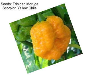 Seeds: Trinidad Moruga Scorpion Yellow Chile