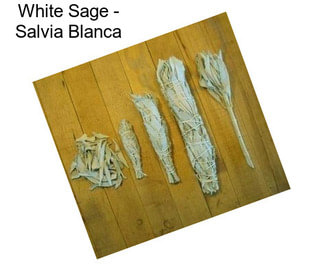 White Sage - Salvia Blanca