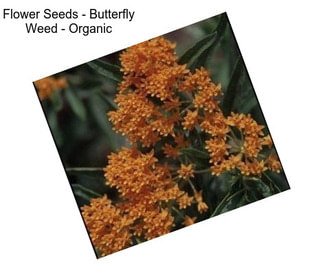 Flower Seeds - Butterfly Weed - Organic