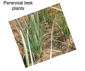 Perennial leek plants