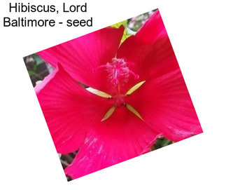 Hibiscus, Lord Baltimore - seed