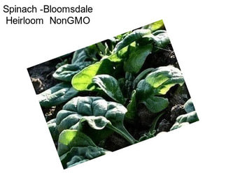 Spinach -Bloomsdale Heirloom  NonGMO