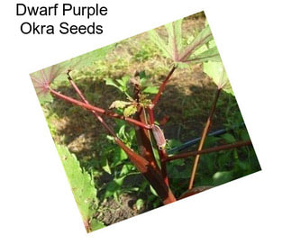 Dwarf Purple Okra Seeds