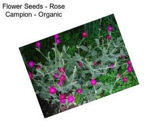 Flower Seeds - Rose Campion - Organic