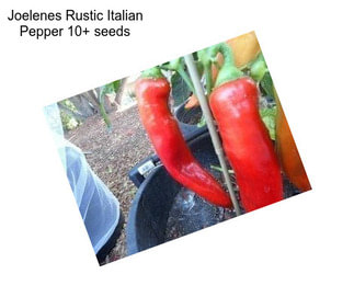 Joelenes Rustic Italian Pepper 10+ seeds