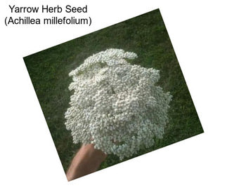 Yarrow Herb Seed (Achillea millefolium)