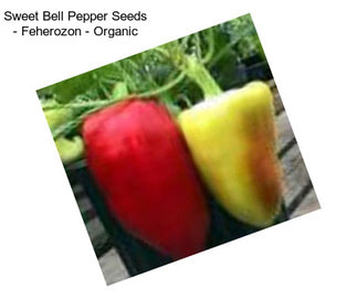 Sweet Bell Pepper Seeds - Feherozon - Organic