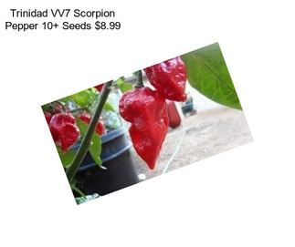 Trinidad VV7 Scorpion Pepper 10+ Seeds $8.99