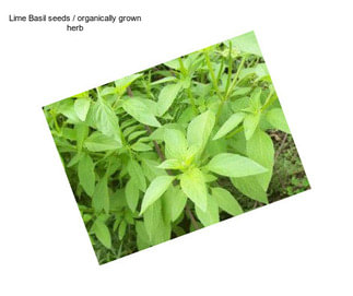 Lime Basil seeds / organically grown herb