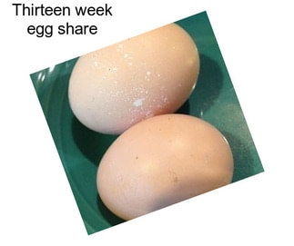 Thirteen week egg share