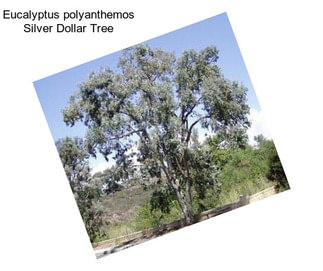 Eucalyptus polyanthemos Silver Dollar Tree