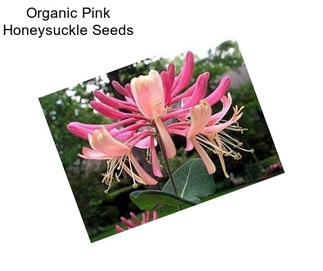 Organic Pink Honeysuckle Seeds