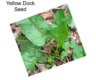 Yellow Dock Seed