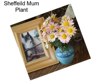 Sheffeild Mum Plant