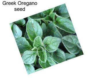 Greek Oregano seed