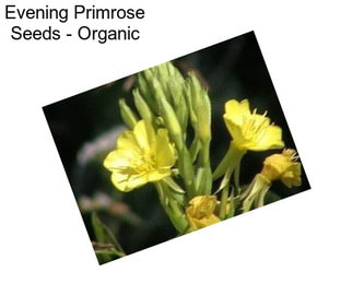 Evening Primrose Seeds - Organic