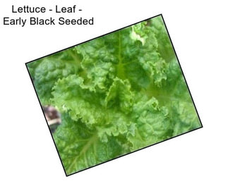 Lettuce - Leaf -  Early Black Seeded