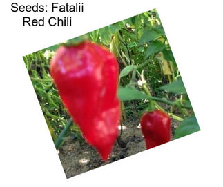 Seeds: Fatalii Red Chili