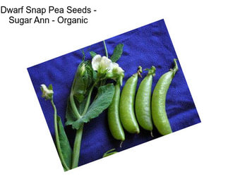 Dwarf Snap Pea Seeds - Sugar Ann - Organic